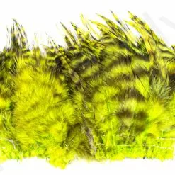 Barred Neck Hackle Feathers -Rod Tubes Verkoopwinkel Barred Neck Hackle Feathers BARNECKHACK X dsc08637 bewerkt