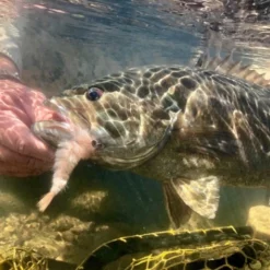 Chocklett’s Finesse Changer Streamer Baby Brown 9cm 16 Chocklett’s Finesse Changer Streamer Baby Brown 9cm -Rod Tubes Verkoopwinkel Chockletts Finesse Changer Streamer Baby Brown 9cm D2360047 finesse changer catch1