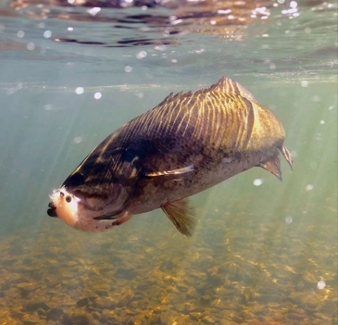 Chocklett’s Finesse Changer Streamer Baby Brown 9cm 4 Chocklett’s Finesse Changer Streamer Baby Brown 9cm - Afbeelding 2