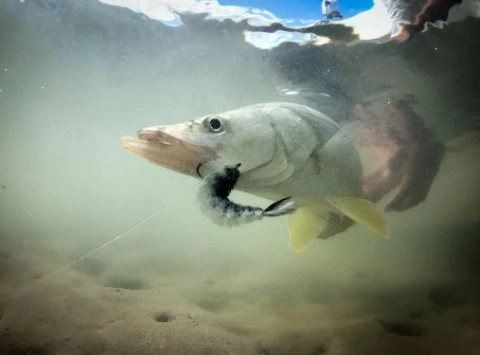 Chocklett’s Finesse Changer Streamer Baby Brown 9cm 6 Chocklett’s Finesse Changer Streamer Baby Brown 9cm - Afbeelding 4