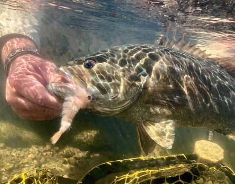 Chocklett’s Finesse Changer Streamer Chartreuse 9cm 9 Chocklett’s Finesse Changer Streamer Chartreuse 9cm - Afbeelding 7