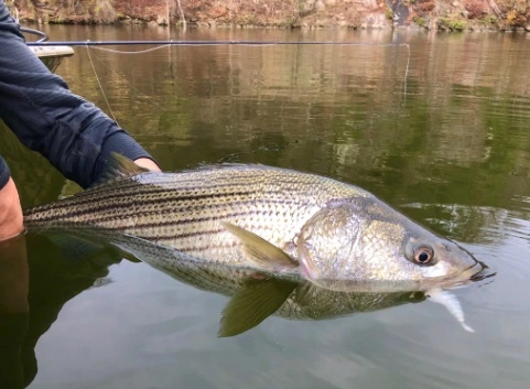 Chocklett’s Finesse Changer Streamer Chartreuse 9cm 10 Chocklett’s Finesse Changer Streamer Chartreuse 9cm - Afbeelding 8