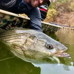 Chocklett’s Finesse Changer Streamer Fire Tiger 9cm 15 Chocklett’s Finesse Changer Streamer Fire Tiger 9cm -Rod Tubes Verkoopwinkel Chockletts Finesse Changer Streamer Fire Tiger 9cm D2360046 chockletts finesse changer streamer tan 9cm d2360042 finesse changer catch6