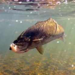 Chocklett’s Finesse Changer Streamer Rainbow 9cm -Rod Tubes Verkoopwinkel Chockletts Finesse Changer Streamer Rainbow 9cm D2360044 chockletts finesse changer streamer tan 9cm d2360042 finesse changer catch2 1 1