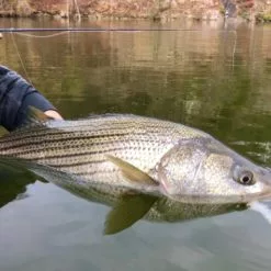 Chocklett’s Finesse Changer Streamer Shad 9cm -Rod Tubes Verkoopwinkel Chockletts Finesse Changer Streamer Shad 9cm D2360045 chockletts finesse changer streamer tan 9cm d2360042 finesse changer catch4