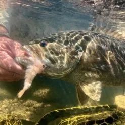 Chocklett’s Finesse Changer Streamer White 9cm -Rod Tubes Verkoopwinkel Chockletts Finesse Changer Streamer White 9cm D2360040 finesse changer catch1