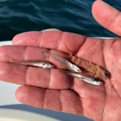 Chocklett’s Micro Finesse Changer Streamer Tan 4,5cm 12 Chocklett’s Micro Finesse Changer Streamer Tan 4,5cm -Rod Tubes Verkoopwinkel Chockletts Micro Finesse Changer Streamer Tan 45cm D2360071 microi finesse changer catch4