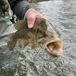 Chocklett’s Mini Finesse Changer Streamer Purple & Black 7cm 11 Chocklett’s Mini Finesse Changer Streamer Purple & Black 7cm -Rod Tubes Verkoopwinkel Chockletts Mini Finesse Changer Streamer Purple Black 7cm D2360053 mini finesse changer catch2