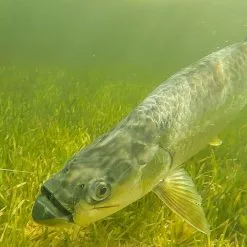 Cortland Liquid Crystal Tarpon Taper Fly Line -Rod Tubes Verkoopwinkel Cortland Liquid Crystal Tarpon Taper Fly Line D34003 XX tarpontaper34 1200x