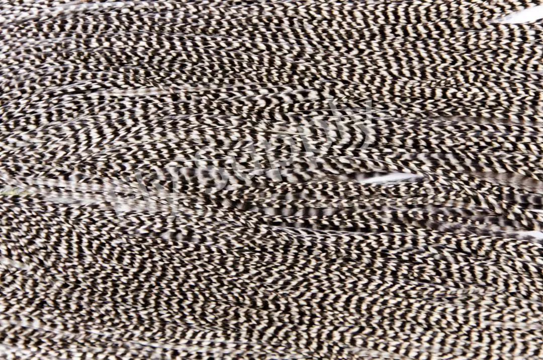 Metz Saddle Grade #3 Dry Fly & Streamer 7 Metz Saddle Grade #3 Dry Fly & Streamer - Afbeelding 5