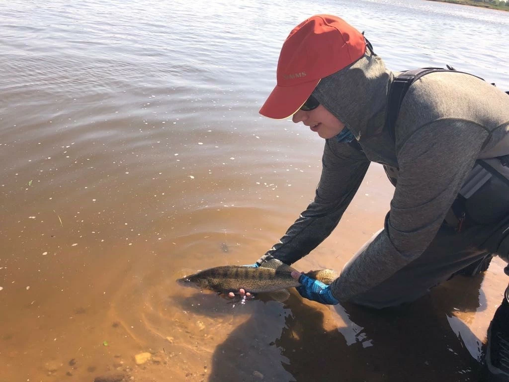 Wiggle Tail Fluo White Trout & Perch Streamer #8 7 Wiggle Tail Fluo White Trout & Perch Streamer #8 - Afbeelding 5