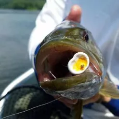 Double Barrel Poppers 22 Double Barrel Poppers -Rod Tubes Verkoopwinkel Double Barrel Poppers DOBARRELPOP XXX double barrel popper