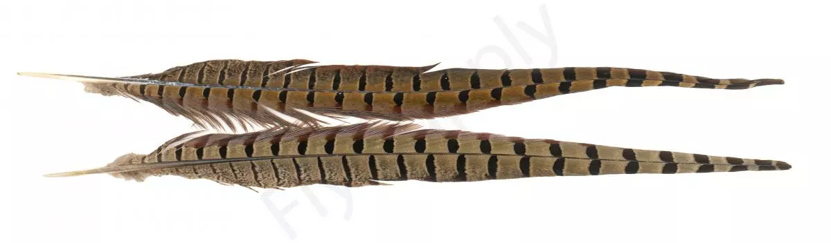Euro Flies Grade #1 Pheasant Centre Tails 2pc 4 Euro Flies Grade #1 Pheasant Centre Tails 2pc - Afbeelding 2