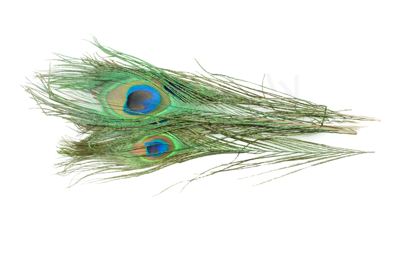 Peacock Eyes Natural 2pc 3 Peacock Eyes Natural 2pc