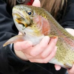 Fish Skull Sculpin Bunny Sand -Rod Tubes Verkoopwinkel Fish Skull Sculpin Bunny Sand D2360014 sculpin bunny tan2