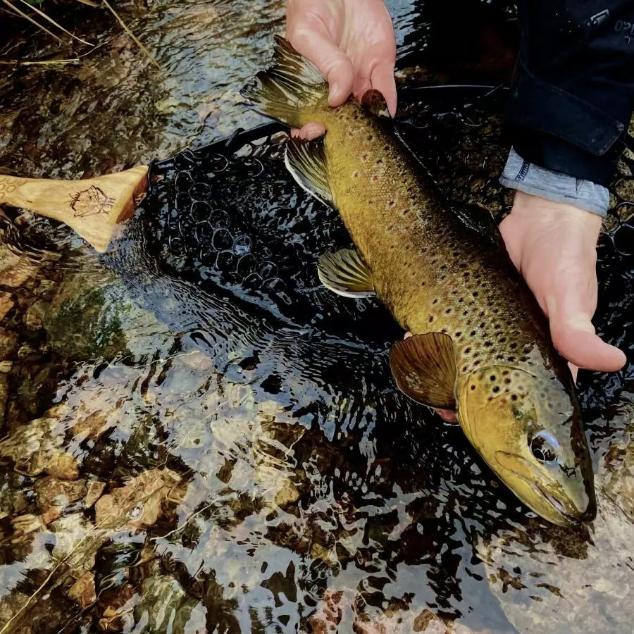 Hex Fly Co Reach Net 8 Hex Fly Co Reach Net - Afbeelding 6