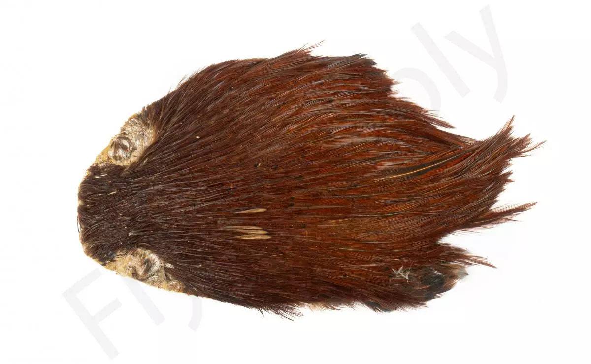 Indian Cock Necks Grade AA Natural 5 Indian Cock Necks Grade AA Natural - Afbeelding 3