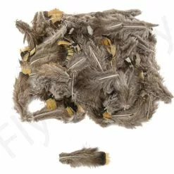 Lady Amherst Back Feathers 3gr