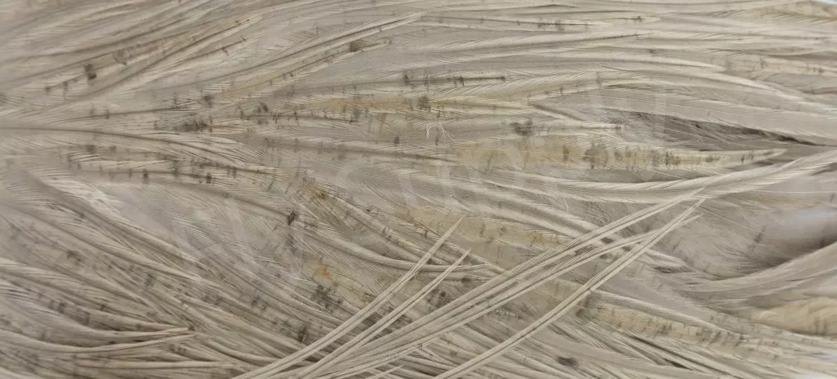 Metz Saddle Grade #3 Dry Fly & Streamer 17 Metz Saddle Grade #3 Dry Fly & Streamer - Afbeelding 15