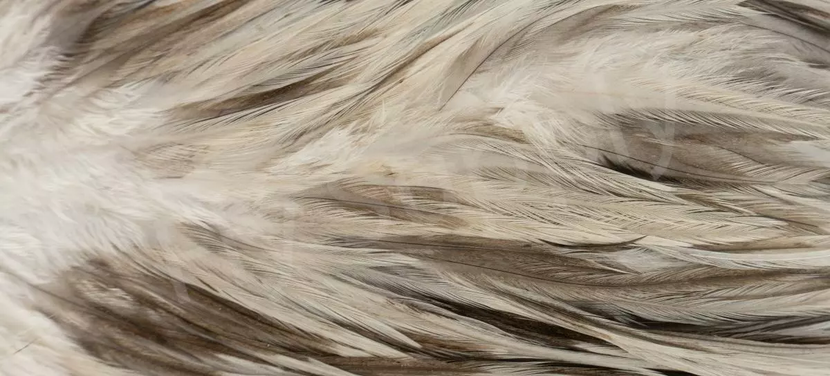 Metz Saddle Grade #3 Dry Fly & Streamer 19 Metz Saddle Grade #3 Dry Fly & Streamer - Afbeelding 17