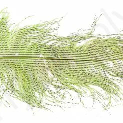 Ostrich Plumes Barred Large -Rod Tubes Verkoopwinkel Ostrich Plumes Barred Large FSTYING PLBLG X dsc08800 bewerkt