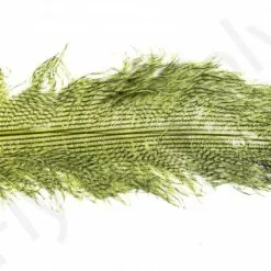 Ostrich Plumes Barred Large -Rod Tubes Verkoopwinkel Ostrich Plumes Barred Large FSTYING PLBLG X dsc08810 bewerkt