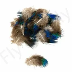 Peacock Body Feathers 25pc -Rod Tubes Verkoopwinkel Peacock Body Feathers 25pc 53582 XX dsc02565 bewerkt