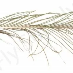 Peacock Eyes Premium XXL Natural 2pc 5 Peacock Eyes Premium XXL Natural 2pc -Rod Tubes Verkoopwinkel Peacock Eyes Premium XXL Natural 2pc EF PEACKEYEPREMXXL dsc01242 bewerkt 1