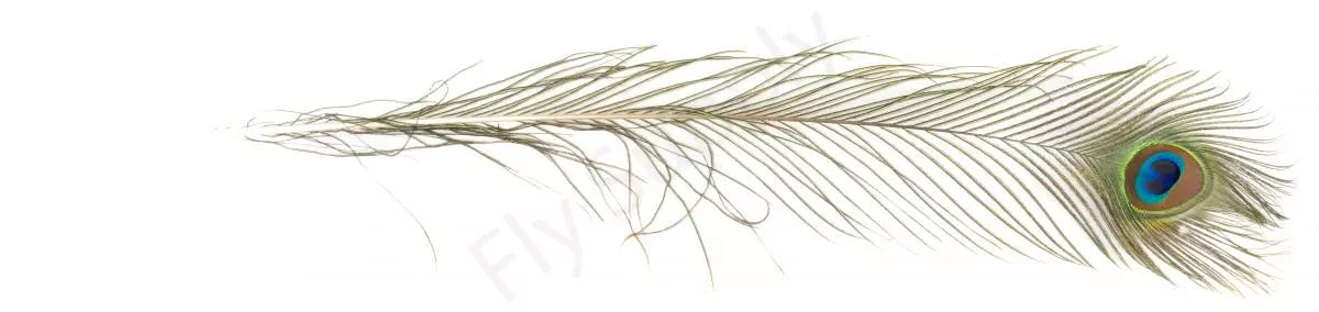 Peacock Eyes Premium XXL Natural 2pc 4 Peacock Eyes Premium XXL Natural 2pc - Afbeelding 2