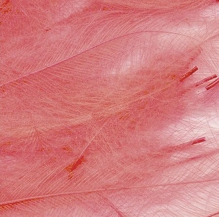 Petitjean CDC Feathers 1 Gram 12 Petitjean CDC Feathers 1 Gram - Afbeelding 10