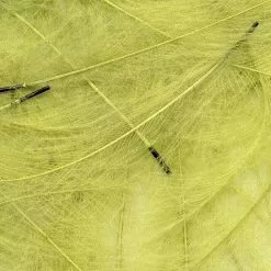 Petitjean CDC Feathers 1 Gram 30 Petitjean CDC Feathers 1 Gram -Rod Tubes Verkoopwinkel Petitjean CDC Feathers 1 Gram MPJ MP CDC XX petit feather13