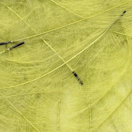 Petitjean CDC Feathers 1 Gram 15 Petitjean CDC Feathers 1 Gram - Afbeelding 13