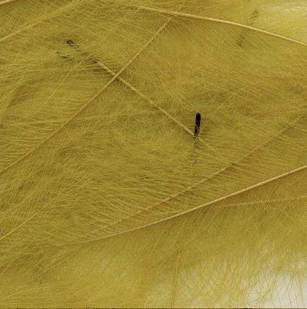 Petitjean CDC Feathers 1 Gram 10 Petitjean CDC Feathers 1 Gram - Afbeelding 8