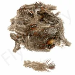 Tragopan Phesant Body Feathers 3gr -Rod Tubes Verkoopwinkel Tragopan Phesant Body Feathers 3gr TRAGOPANBODY XXX dsc02574 bewerkt