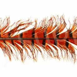 Veniard Cock Pheasant Single Knotted Tail -Rod Tubes Verkoopwinkel Veniard Cock Pheasant Single Knotted Tail VENCPKNOT X orange