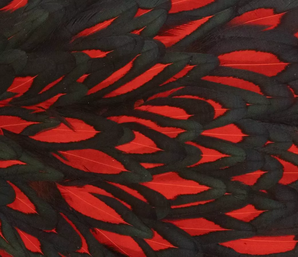 Whiting American Hen Saddle 22 Whiting American Hen Saddle - Afbeelding 20