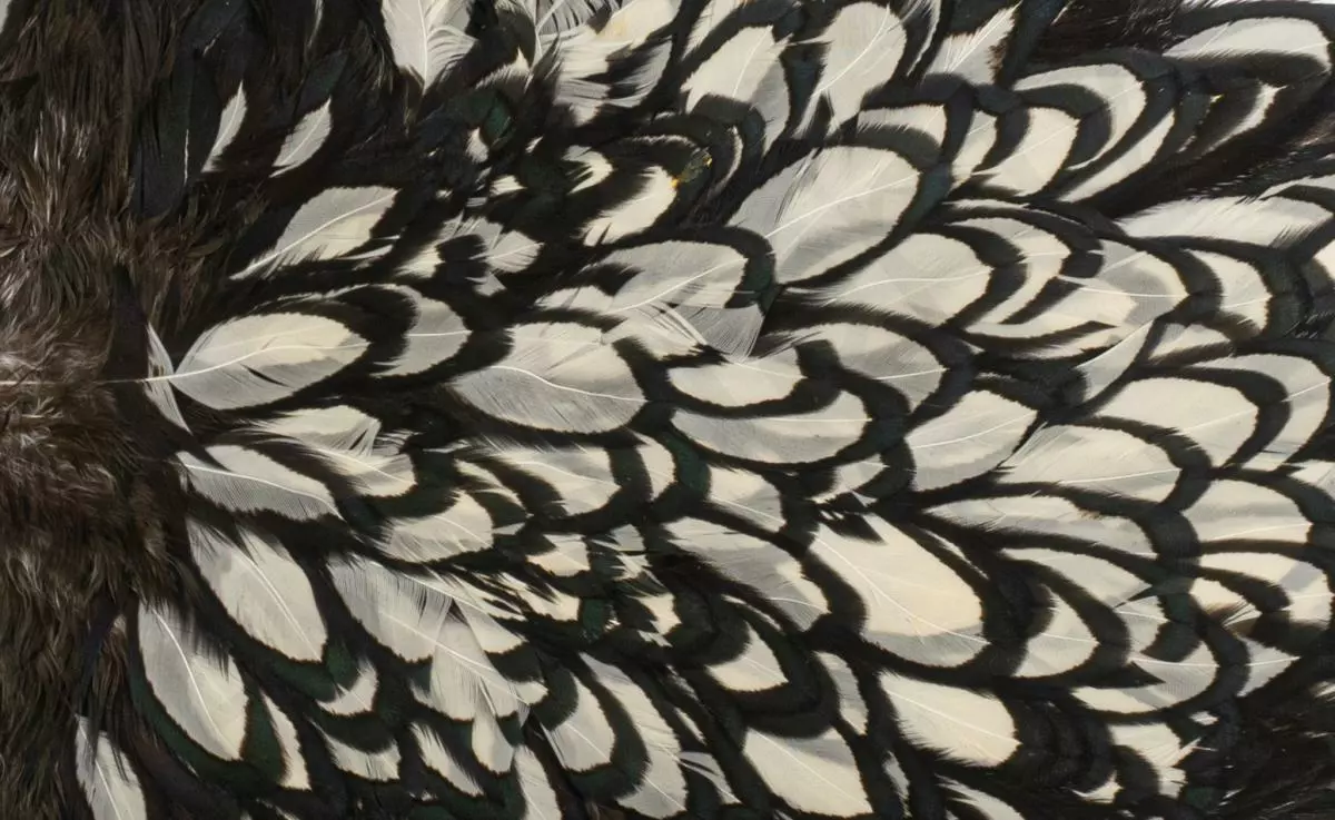 Whiting American Hen Saddle 17 Whiting American Hen Saddle - Afbeelding 15