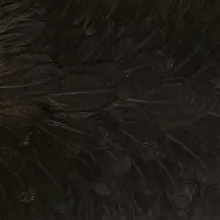 Whiting American Hen Saddle 24 Whiting American Hen Saddle -Rod Tubes Verkoopwinkel Whiting American Hen Saddle WHIT AMHENSAD dsc03593 bewerkt 2