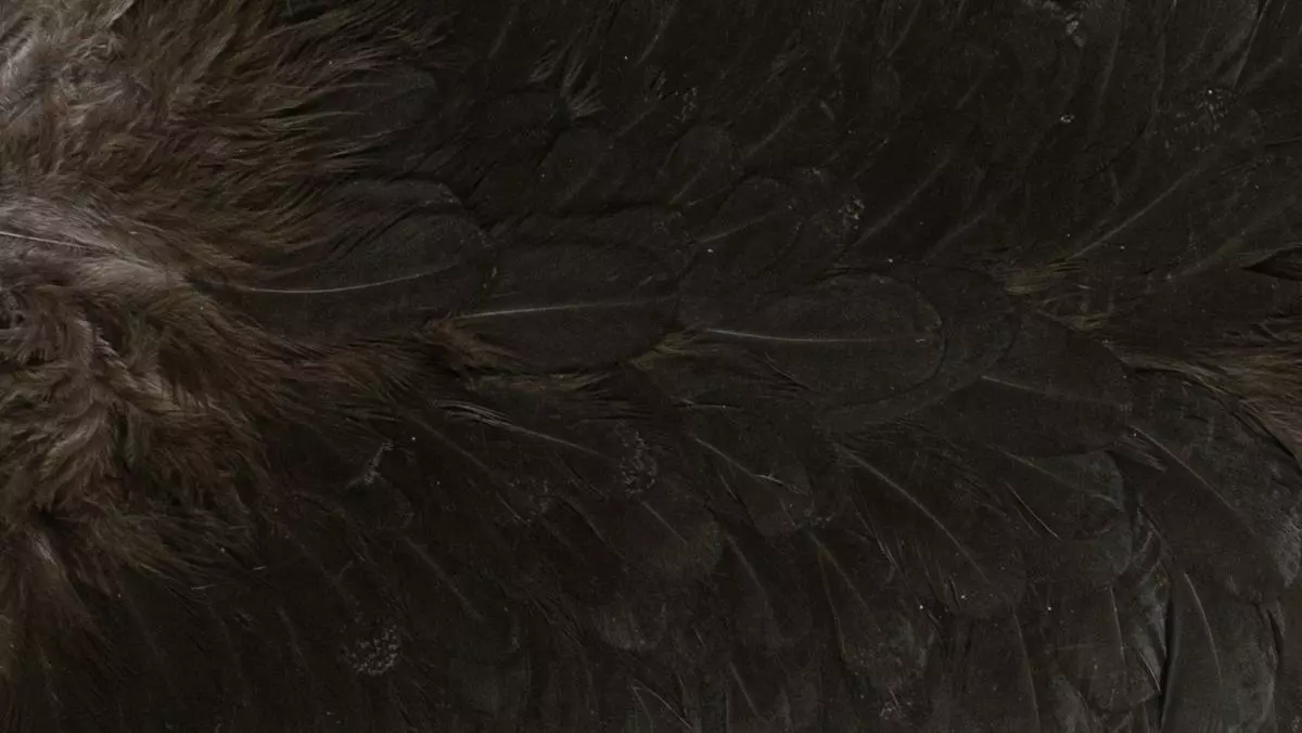 Whiting American Hen Saddle 5 Whiting American Hen Saddle - Afbeelding 3