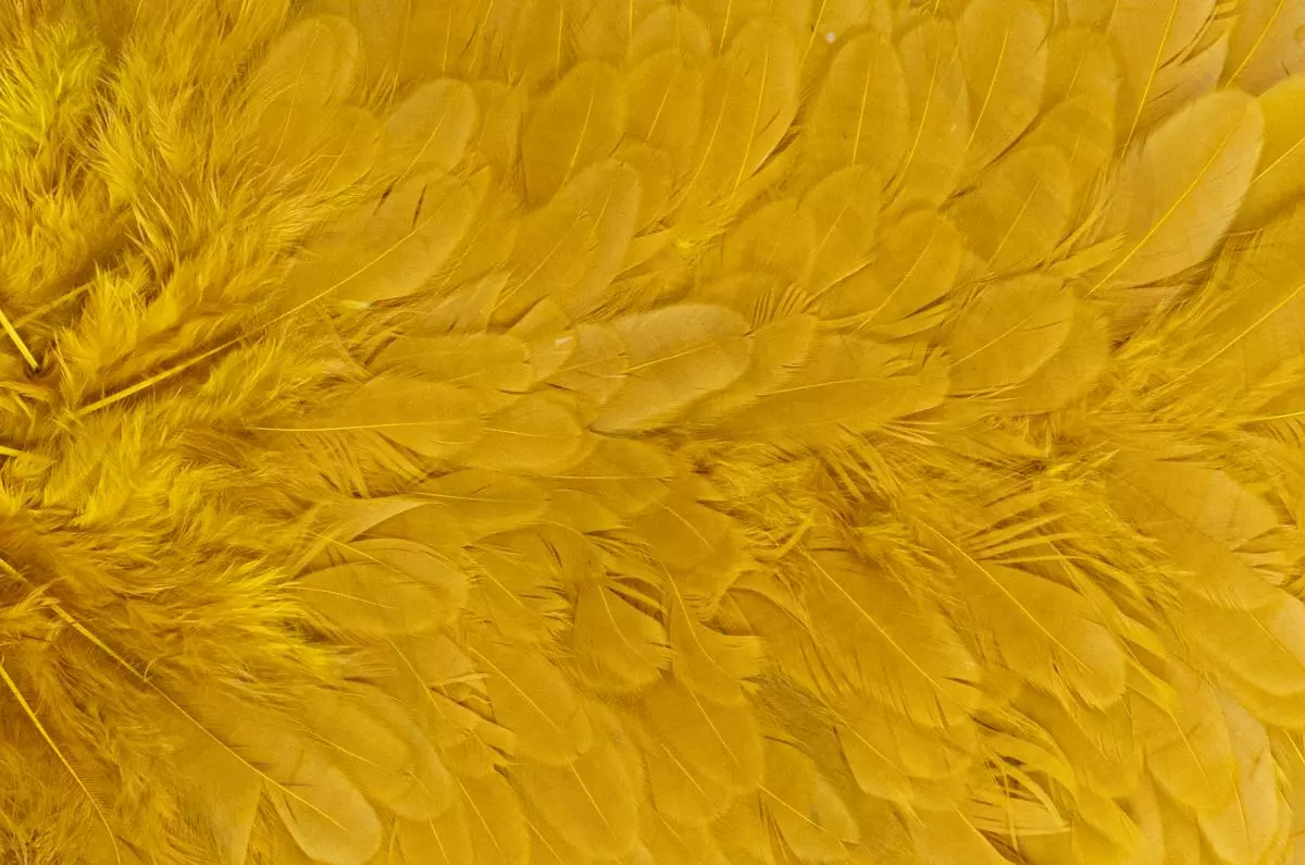 Whiting American Hen Saddle 7 Whiting American Hen Saddle - Afbeelding 5