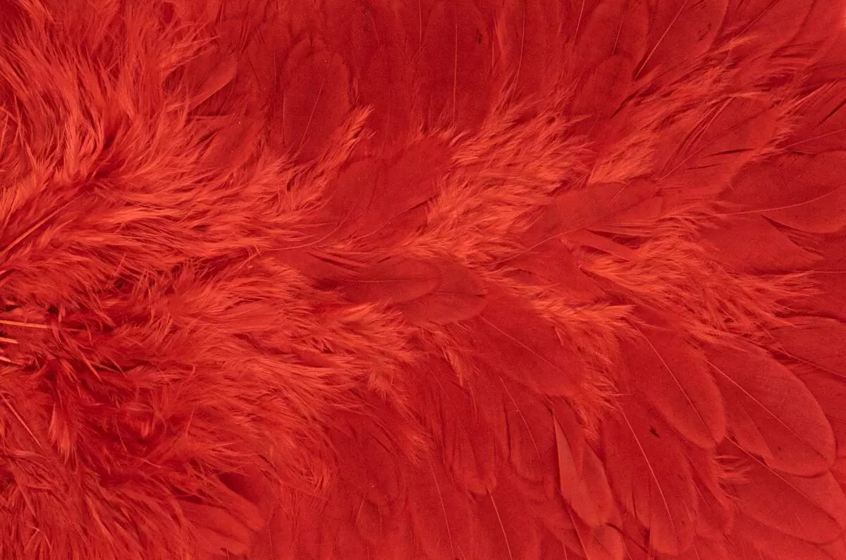 Whiting American Hen Saddle 13 Whiting American Hen Saddle - Afbeelding 11