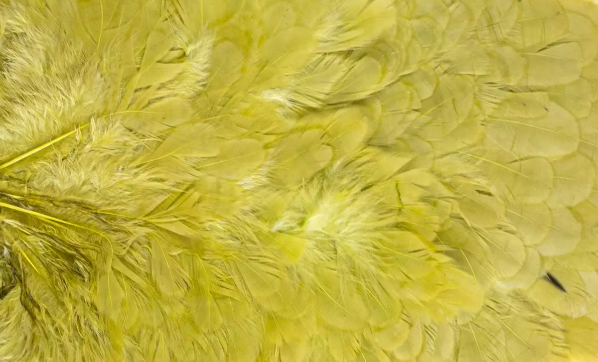 Whiting American Hen Saddle 11 Whiting American Hen Saddle - Afbeelding 9