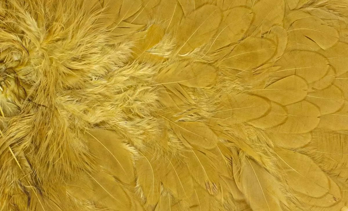 Whiting American Hen Saddle 9 Whiting American Hen Saddle - Afbeelding 7