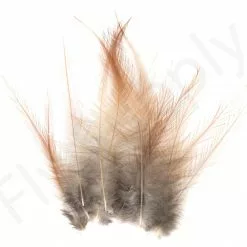 Whiting Coq De Leon Feathers 12 Pc Select -Rod Tubes Verkoopwinkel Whiting Coq de Leon Feathers 12 pc Select COQDL X dsc03267