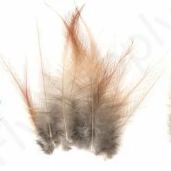 Whiting Coq De Leon Feathers 12 Pc Select