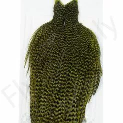 Whiting Hen Cape -Rod Tubes Verkoopwinkel Whiting Hen Cape WHIT HENCAPE XX dsc03928 bewerkt