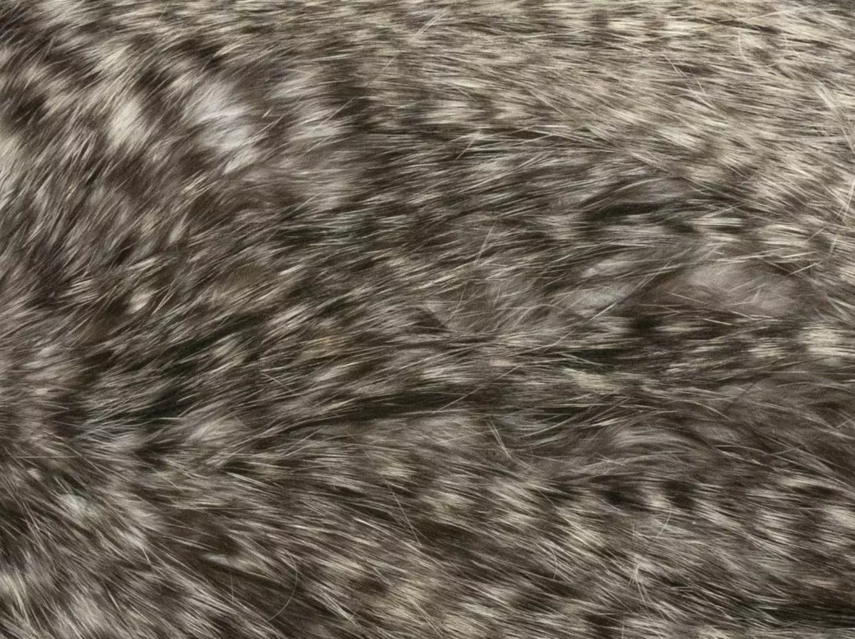 Whiting Silver Spey Hackle Saddle 26 Whiting Silver Spey Hackle Saddle - Afbeelding 24